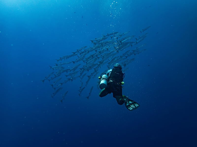 Diver exploring coral reef